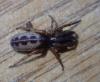 Segestria senoculata
